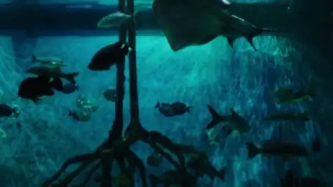 Still 1 of Mermaid (2026) WEB-DL [Hindi (DD2.0) & English] 1080p 720p & 480p Dual Audio [x264/10Bit-HEVC]